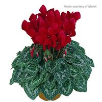 Latinia<sup>®</sup> Scarlet Red Cyclamen