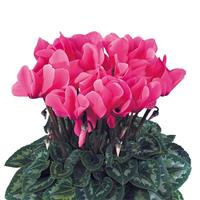 Latinia<sup>®</sup> Success Rose Cyclamen