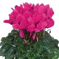 Latinia<sup>®</sup> Success Neon Rose Cyclamen