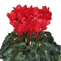 Latinia<sup>®</sup> Success Bright Red Cyclamen