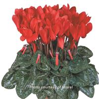 Metis<sup>®</sup> Bright Red Compact Cyclamen