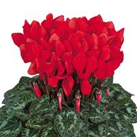 Tianis<sup>®</sup> Scarlet Red Cyclamen