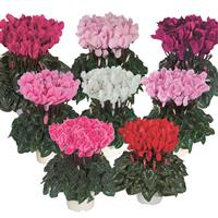Tianis<sup>®</sup> North Mix Cyclamen