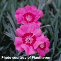 Dianthus Pixie Star