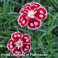 Dianthus Spangled Star