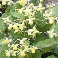 Epimedium Flowers Of Sulphur