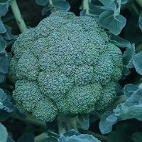 Arcadia Broccoli