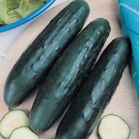 Salad Crop Cucumber