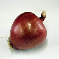 Redwing Onion