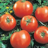 Ball's Beefsteak Tomato