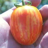 Rambling Gold Stripe Tomato