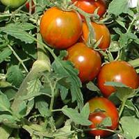 Rambling Red Stripe Tomato