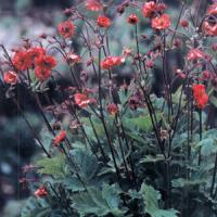 Geum Flames Of Passion
