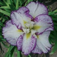 Iris ensata Stippled Ripples