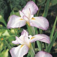 Iris ensata Variegated