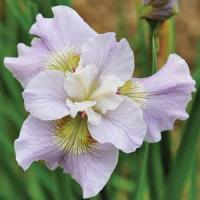 Iris sibirica Dawn Waltz