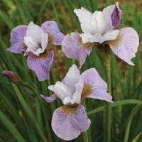 Iris sibirica Pleasures Of May