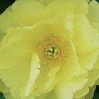 Paeonia intersectional Singing In The Rain