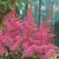 Astilbe chinensis Love And Pride
