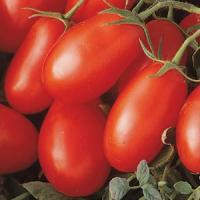 La Roma I I Red Tomato