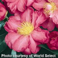 Camellia Petite Rich Pink