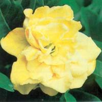 Gardenia Golden Magic