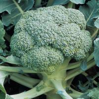 Flash Broccoli