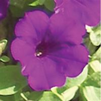 Explorer Purple Petunia