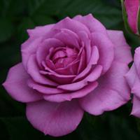 Rose Veranda<sup>®</sup> Lavender