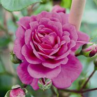 Rose Starlet Beauty™ Mauve