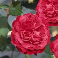 Rose Starlet Beauty™ Ruby
