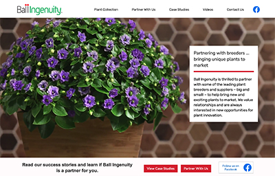 A purple-blue potted exacum plant is placed in front of a hexagon-tiled backsplash on a counter. This is the homepage image of Ball Ingenuity's website.