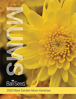 Cover of the 2023 Ball Mums New Varieties Brochure. Close-up of a yellow mum floret