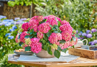 Pink flowers in a pot on top of an outdoor table