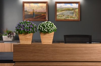 Blue and white flowers in two small pots on top of an office desk