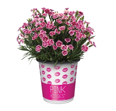 Little pink flowers in a decorated pot