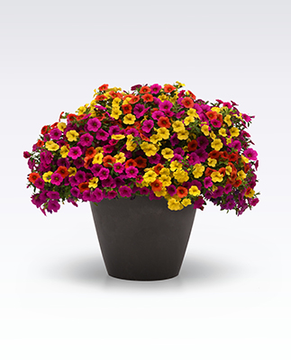 MixMasters™ Combo Fruit Cocktail Improved features three kinds of calibrachoa in a container