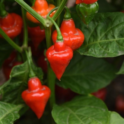Top-shaped red peppers on the stem