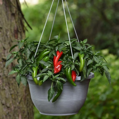 Jalapeno peppers growing in a hanging basket