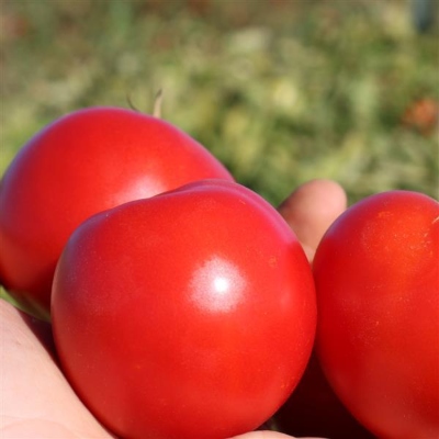 Bright red tomatoes
