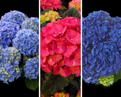 Blue and pink hydrangea blooms