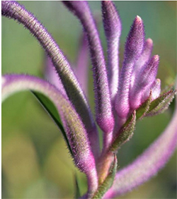Purple flower bloom