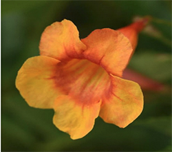 Orange flower bloom