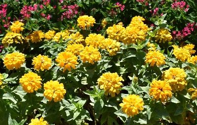 Bright yellow flowers in the landscape
