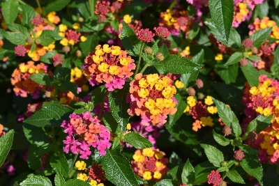 Colorful pink, orange and yellow-colored flowers with lots of green leaves