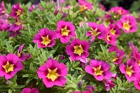 Multiple small flowers with magenta-colored blooms with yellow centers
