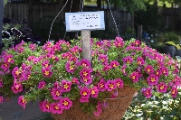 Multiple small flowers with magenta-colored blooms with yellow centers in a basket with a sign.