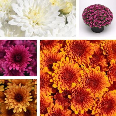 collage of mums with blooms of white, orange, bronze and violet