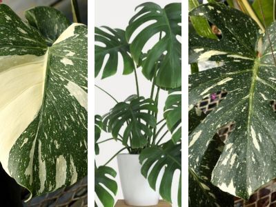 Collage of tropical plants with some variegated leaves