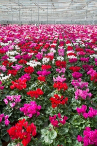 Rows of red, pink, and white cyclamen in a greenhouse